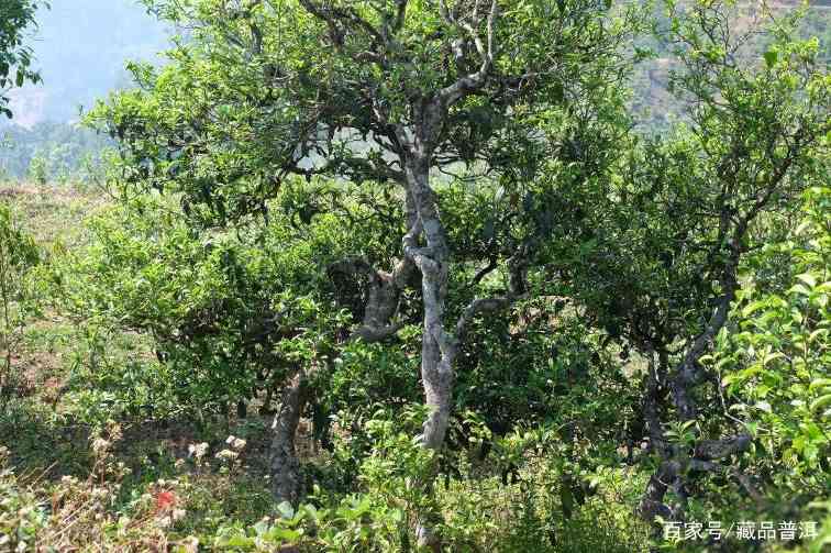 大雪山野生茶好喝吗?大雪山野生茶是真正的野生茶吗?为你揭秘 大雪山野生茶好喝吗?大雪山野生茶是真正的野生茶吗?为你揭秘