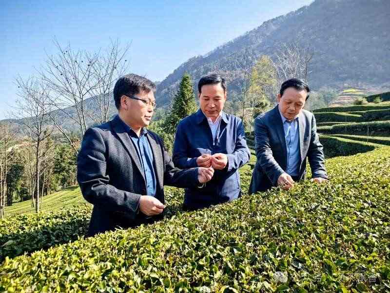 南郑多措并举推动茶产业高质量发展 brand_alt_mark