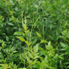 莓茶简介：品质特征与品茗方法解析