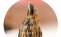 滇红宝塔.png 滇红宝塔.png