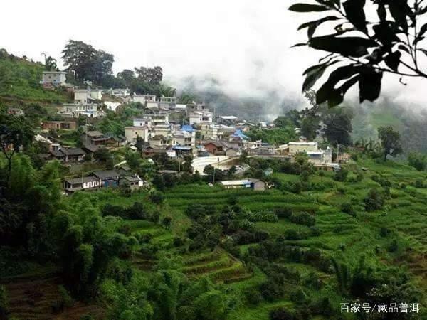 山头古树茶与品牌茶之争及市场现状
