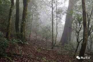 临沧茶区：勐库古树茶与冰岛茶的瑰宝