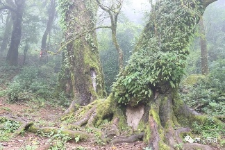临沧茶区：勐库古树茶与冰岛茶的瑰宝
