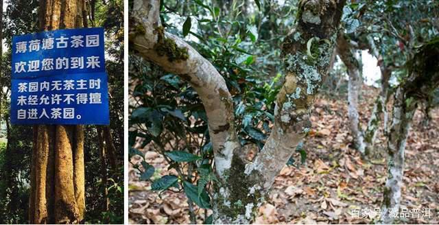 易武茶七村八寨品鉴：麻黑、刮风寨与薄荷塘口感解析