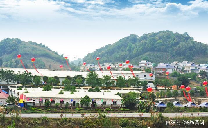 兴海茶厂经典班章茶系列:06野生班章王,一定要试试的中期班章 兴海茶厂经典班章茶系列:06野生班章王,一定要试试的中期班章