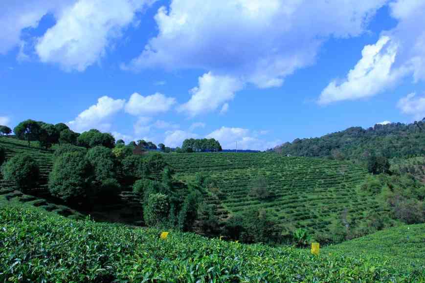 大益普洱茶为何被誉为茶界硬通货?大益茶如果价格下跌会如何? 大益普洱茶为何被誉为茶界硬通货?大益茶如果价格下跌会如何?