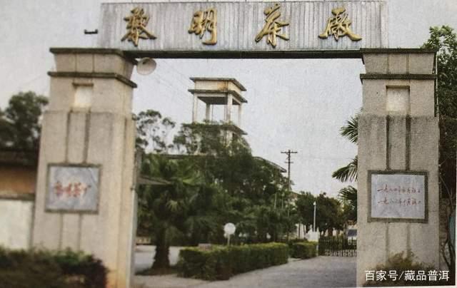 2006年乔木茶王，黎明八角亭精品中期茶，妥妥的收藏潜力股