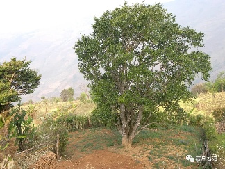 2003年何仕华景迈千年古树茶,业界公认的景迈茶标杆,何仕华 2003年何仕华景迈千年古树茶,业界公认的景迈茶标杆,何仕华