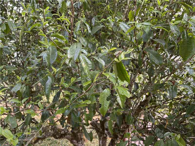 最高每公斤7.6万!2024十大天价普洱茶曝光,老班章居然垫底了! brand_alt_mark