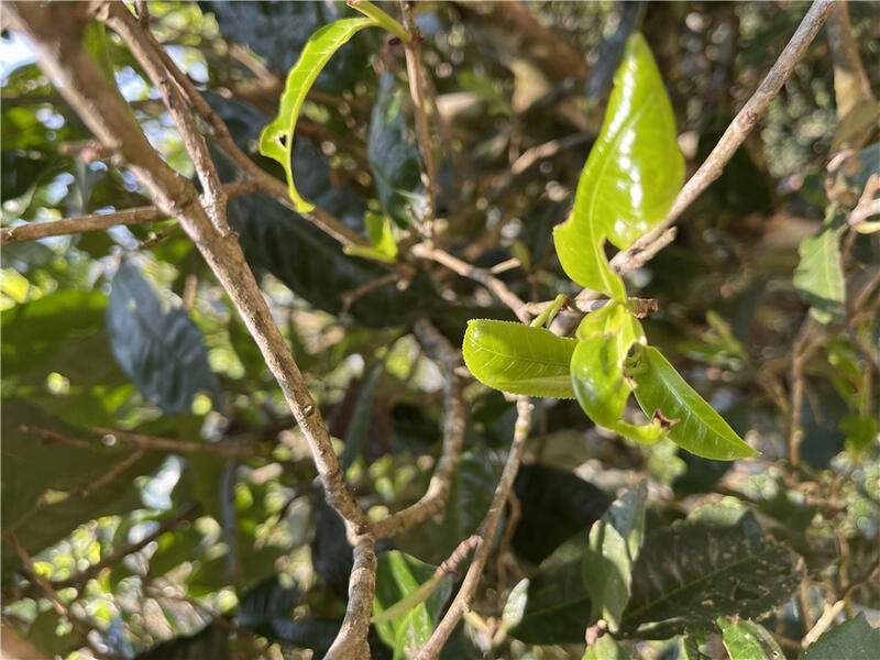 最高每公斤7.6万!2024十大天价普洱茶曝光,老班章居然垫底了! brand_alt_mark