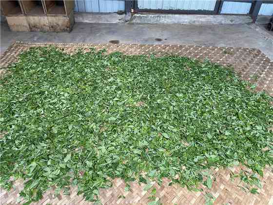 最高每公斤7.6万!2024十大天价普洱茶曝光,老班章居然垫底了! brand_alt_mark