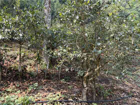 最高每公斤7.6万!2024十大天价普洱茶曝光,老班章居然垫底了! brand_alt_mark