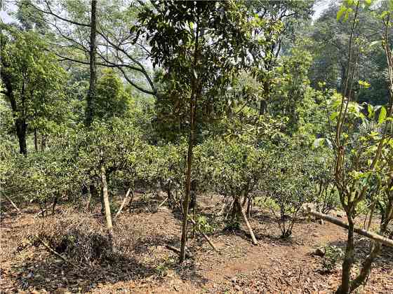 最高每公斤7.6万!2024十大天价普洱茶曝光,老班章居然垫底了! brand_alt_mark