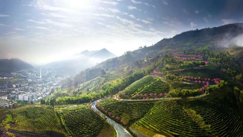 链式发展助推平利茶产业高质量发展——2024年茶产业成绩单谱写高质量发展新篇章 brand_alt_mark