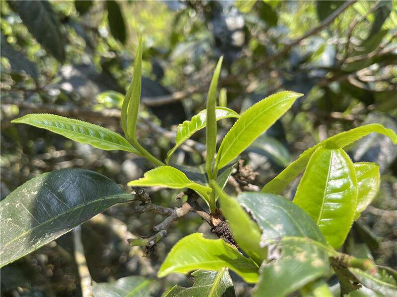 最高每公斤7.6万!2024十大天价普洱茶曝光,老班章居然垫底了! brand_alt_mark