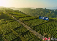 福鼎白茶获2024年全国茶叶区域公用品牌影响力指数第一名 brand_alt_mark