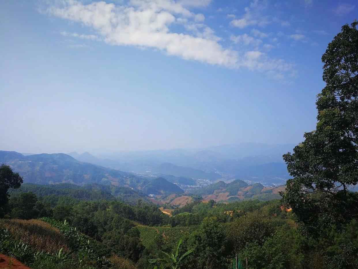 冰岛普洱茶有何魅力？冰岛普洱茶价格如何？老茶客纯经验解析