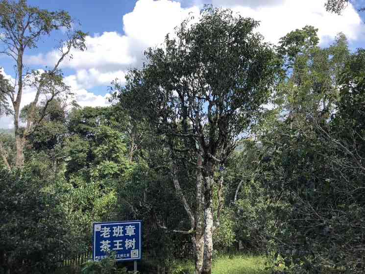 2000-2004年班章大白菜:普洱茶界的耀眼名片,长居霸主地位 2000-2004年班章大白菜:普洱茶界的耀眼名片,长居霸主地位