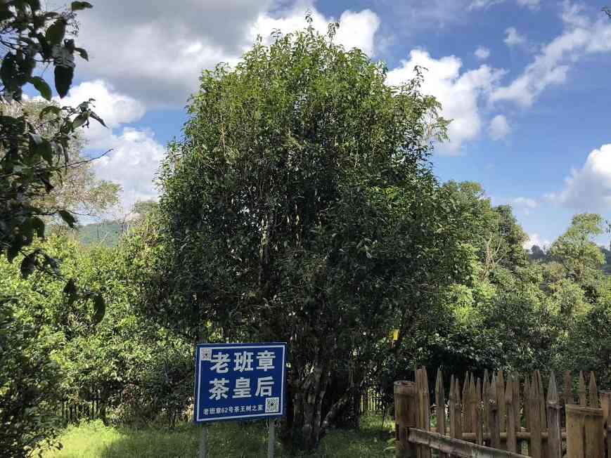 2000-2004年班章大白菜:普洱茶界的耀眼名片,长居霸主地位 2000-2004年班章大白菜:普洱茶界的耀眼名片,长居霸主地位