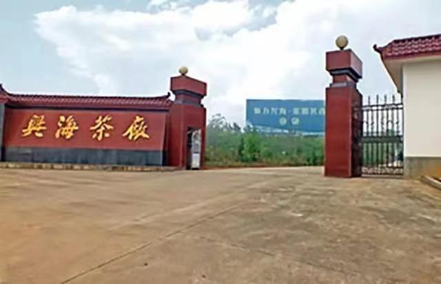 2000-2004年班章大白菜:普洱茶界的耀眼名片,长居霸主地位 2000-2004年班章大白菜:普洱茶界的耀眼名片,长居霸主地位