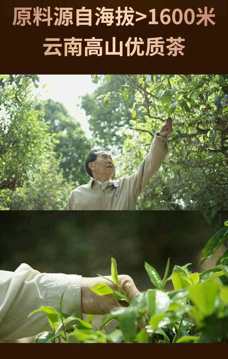 品牌热销熟茶,11年口碑好茶——普洱醇,正式上线! brand_alt_mark