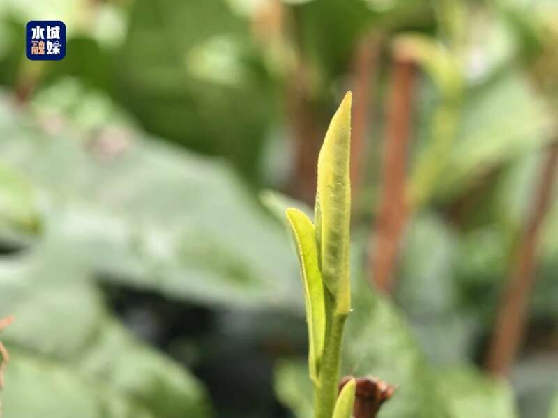 “贵州绿茶”第一采“水城春”开采,“抢鲜”开启茶产业新年新气象 brand_alt_mark