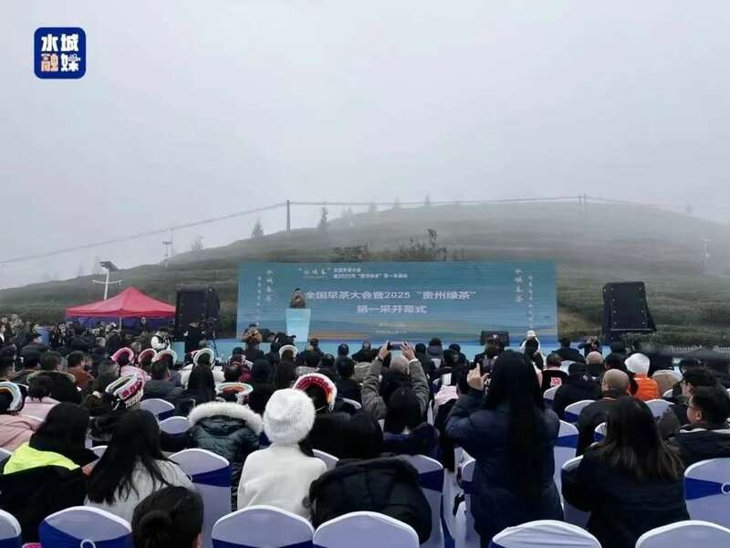 “贵州绿茶”第一采“水城春”开采,“抢鲜”开启茶产业新年新气象 brand_alt_mark