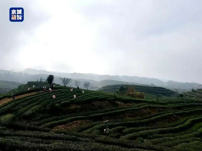 “贵州绿茶”第一采“水城春”开采,“抢鲜”开启茶产业新年新气象 brand_alt_mark