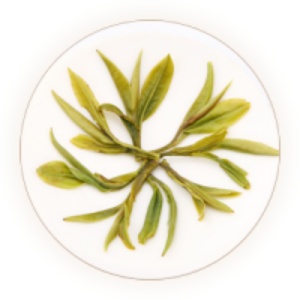 诸城绿茶的叶底.jpg 诸城绿茶的叶底.jpg