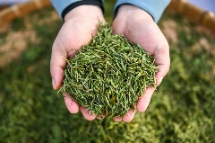 新岁交替共赴 “星河之约”,理真茶韵绘制文旅华章 brand_alt_mark