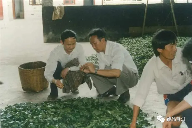 7581熟茶砖：如何从辉煌到没落？停产后7581命运如何？专业解读