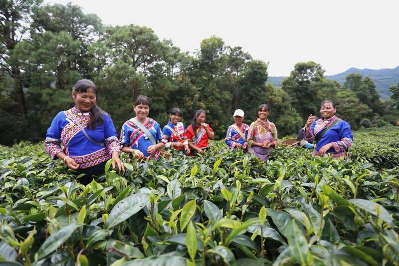 景谷凤山镇:做好“茶”文章 打好“有机牌” 铺就产业“振兴路” brand_alt_mark