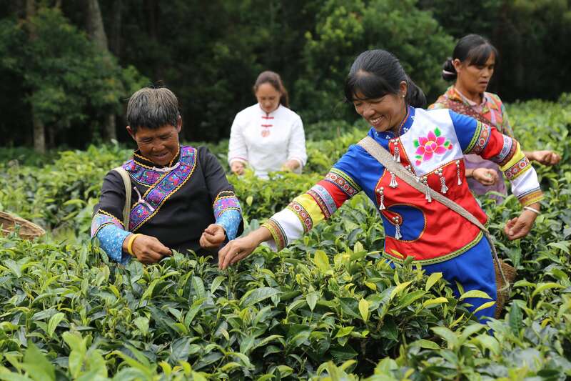 景谷凤山镇:做好“茶”文章 打好“有机牌” 铺就产业“振兴路” brand_alt_mark