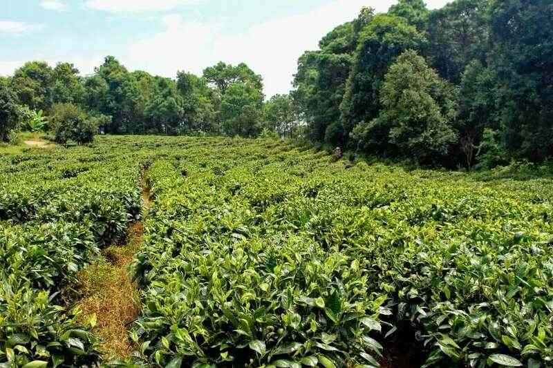 景谷凤山镇:做好“茶”文章 打好“有机牌” 铺就产业“振兴路” brand_alt_mark