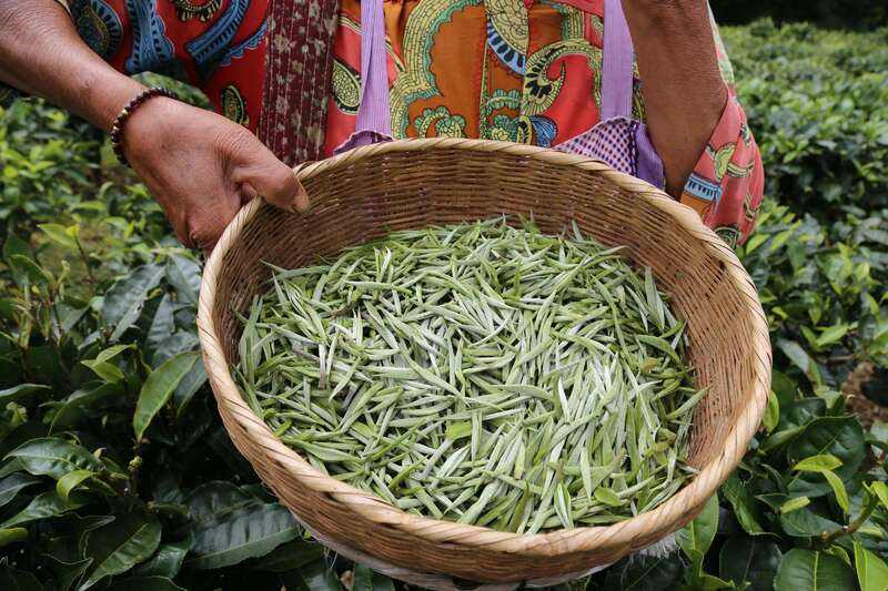 景谷凤山镇:做好“茶”文章 打好“有机牌” 铺就产业“振兴路” brand_alt_mark