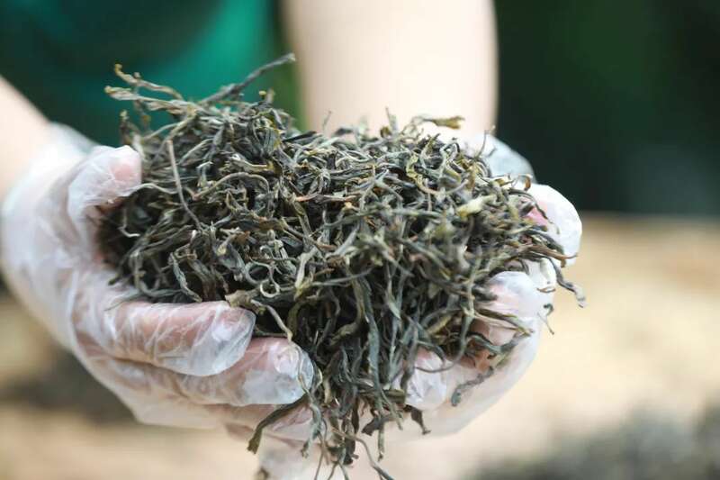 景谷凤山镇:做好“茶”文章 打好“有机牌” 铺就产业“振兴路” brand_alt_mark