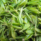 海马宫茶黄茶品质与品茗指南