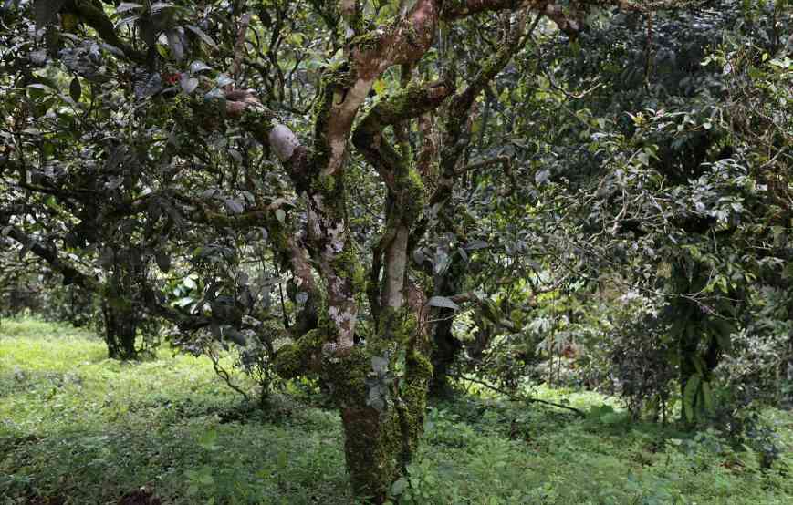 普洱茶收藏四标准,选对茶值得长期保存 普洱茶收藏四标准,选对茶值得长期保存