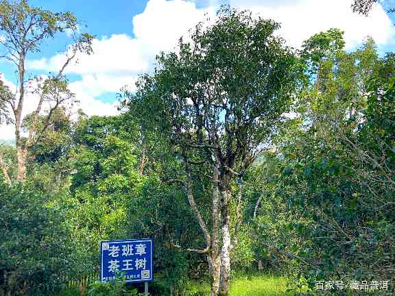 陈升号老班章凭什么比别家贵？你多花的品牌溢价，是不是智商税？
