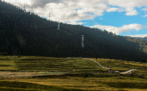 西藏黑茶.png 西藏黑茶.png