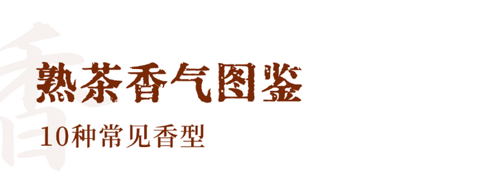 解码熟普香气图鉴 读懂经典【陈香】