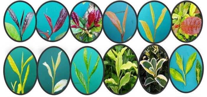 彩色茶树及其主要品种介绍 彩色茶树及其主要品种介绍