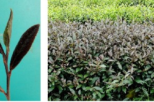 彩色茶树及其主要品种介绍