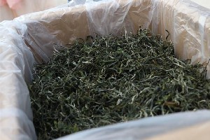 晒青是普洱茶“越陈越香”的关键基础工艺