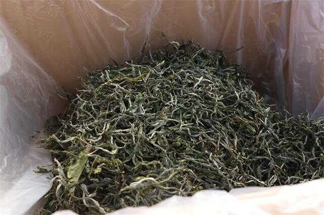 晒青是普洱茶“越陈越香”的关键基础工艺