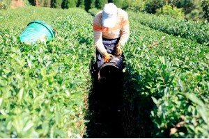 增产90%！生物有机－无机复混肥成为茶园提质增产新选择