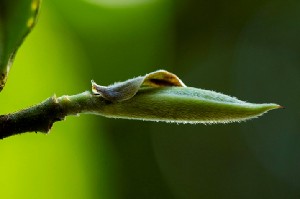 茶叶上的小绒毛，大有来头!