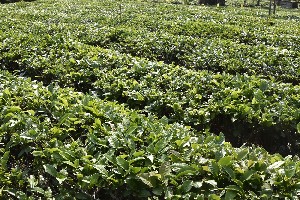 《中国茶叶》2025(8)：综述茶园生产机械化、茶业数字化技