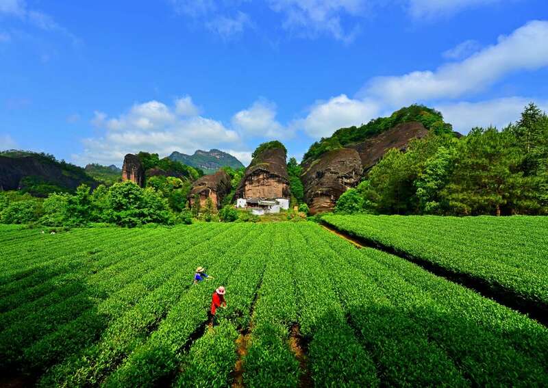 冲击全球级名单!福建武夷岩茶文化系统入选预备名单! brand_alt_mark