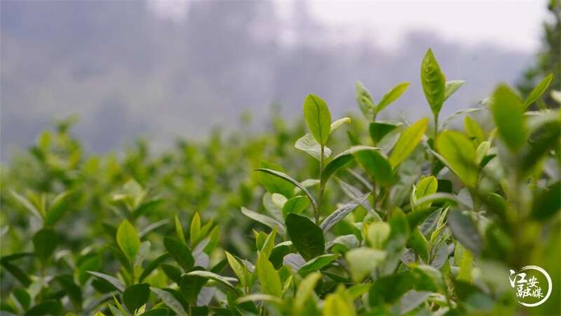 江安早茶开园采摘 产区优势带动乡村振兴发展 brand_alt_mark